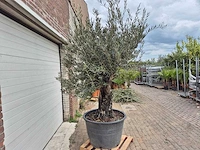 Olijfboom old skin - olea europaea - 75 jaar oud - hoogte ca. 250 cm - afbeelding 6 van  6