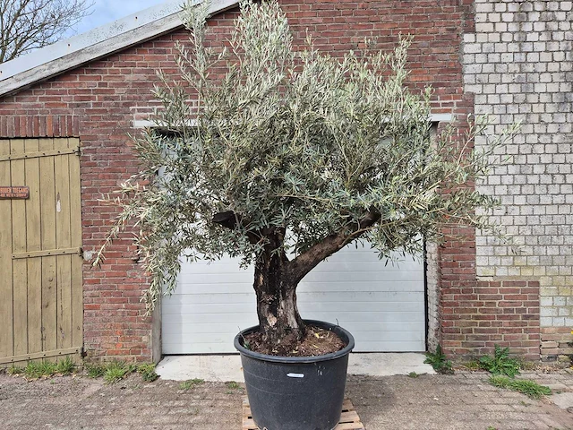 Olijfboom old skin - olea europaea - 75 jaar oud - hoogte ca. 250 cm - afbeelding 1 van  7