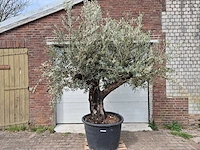 Olijfboom old skin - olea europaea - 75 jaar oud - hoogte ca. 250 cm - afbeelding 1 van  7