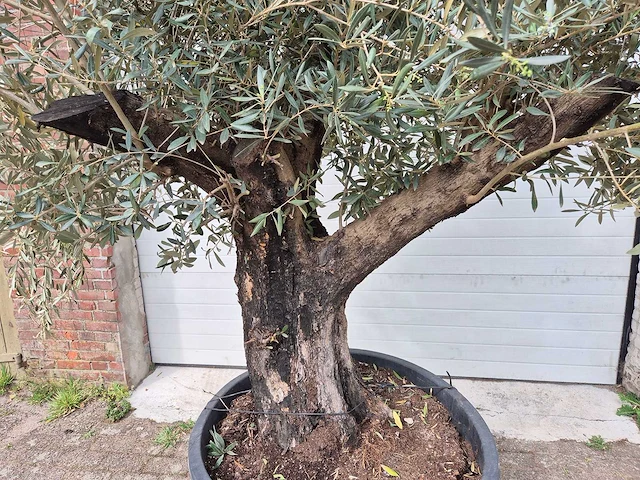 Olijfboom old skin - olea europaea - 75 jaar oud - hoogte ca. 250 cm - afbeelding 2 van  7