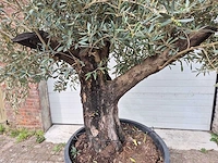 Olijfboom old skin - olea europaea - 75 jaar oud - hoogte ca. 250 cm - afbeelding 2 van  7