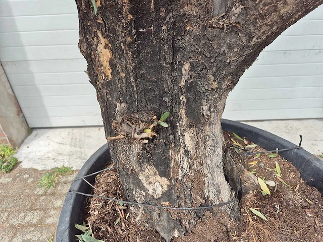 Olijfboom old skin - olea europaea - 75 jaar oud - hoogte ca. 250 cm - afbeelding 3 van  7