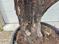 Olijfboom old skin - olea europaea - 75 jaar oud - hoogte ca. 250 cm - afbeelding 3 van  7