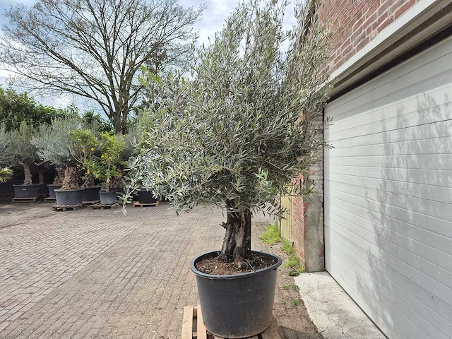Olijfboom old skin - olea europaea - 75 jaar oud - hoogte ca. 250 cm - afbeelding 4 van  7