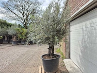Olijfboom old skin - olea europaea - 75 jaar oud - hoogte ca. 250 cm - afbeelding 4 van  7