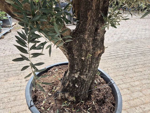 Olijfboom old skin - olea europaea - 75 jaar oud - hoogte ca. 250 cm - afbeelding 5 van  7