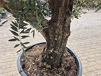 Olijfboom old skin - olea europaea - 75 jaar oud - hoogte ca. 250 cm - afbeelding 5 van  7