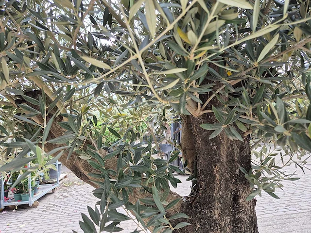 Olijfboom old skin - olea europaea - 75 jaar oud - hoogte ca. 250 cm - afbeelding 6 van  7