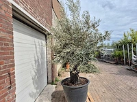 Olijfboom old skin - olea europaea - 75 jaar oud - hoogte ca. 250 cm - afbeelding 7 van  7