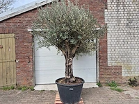 Olijfboom old skin - olea europaea - 75 jaar oud - hoogte ca. 250 cm - afbeelding 1 van  5