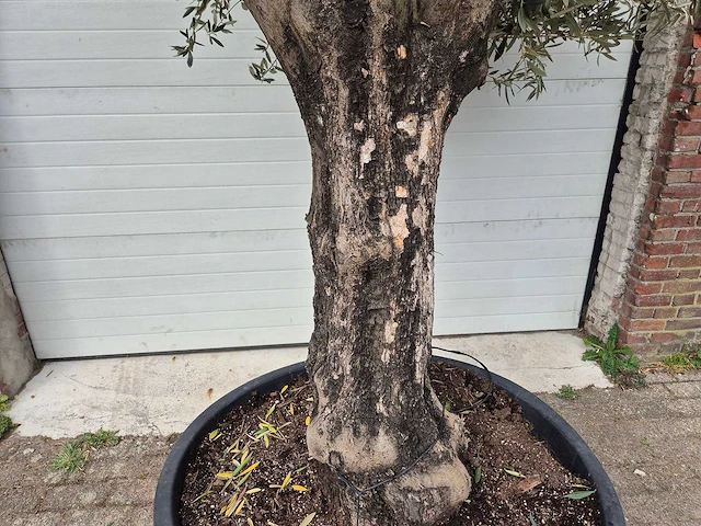 Olijfboom old skin - olea europaea - 75 jaar oud - hoogte ca. 250 cm - afbeelding 2 van  5