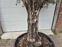 Olijfboom old skin - olea europaea - 75 jaar oud - hoogte ca. 250 cm - afbeelding 2 van  5