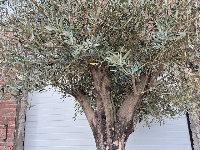 Olijfboom old skin - olea europaea - 75 jaar oud - hoogte ca. 250 cm - afbeelding 3 van  5