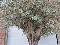 Olijfboom old skin - olea europaea - 75 jaar oud - hoogte ca. 250 cm - afbeelding 3 van  5