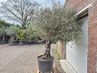 Olijfboom old skin - olea europaea - 75 jaar oud - hoogte ca. 250 cm - afbeelding 4 van  5