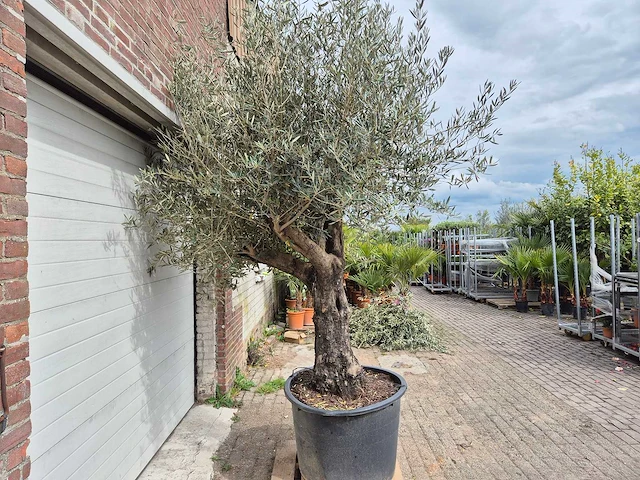 Olijfboom old skin - olea europaea - 75 jaar oud - hoogte ca. 250 cm - afbeelding 5 van  5