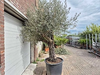 Olijfboom old skin - olea europaea - 75 jaar oud - hoogte ca. 250 cm - afbeelding 5 van  5