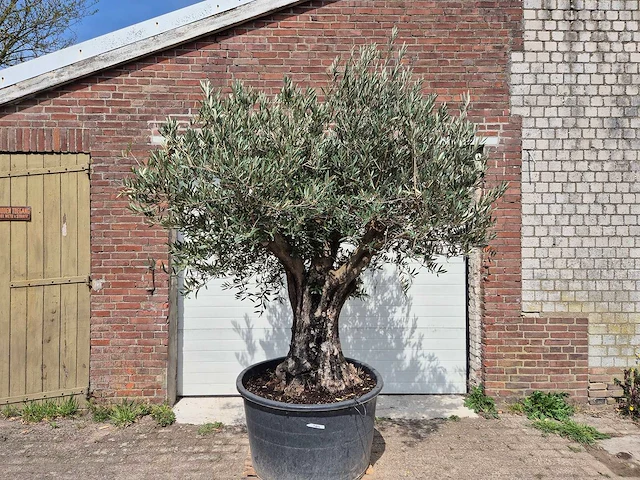 Olijfboom old skin - olea europaea - 75 jaar oud - hoogte ca. 250 cm - afbeelding 1 van  7