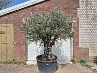 Olijfboom old skin - olea europaea - 75 jaar oud - hoogte ca. 250 cm - afbeelding 1 van  7