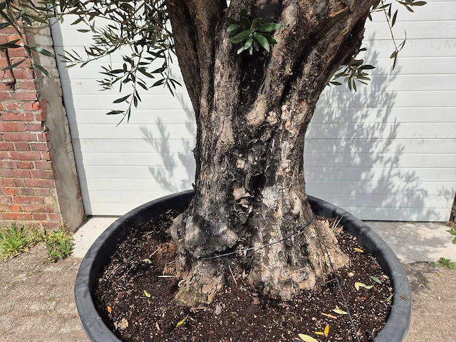 Olijfboom old skin - olea europaea - 75 jaar oud - hoogte ca. 250 cm - afbeelding 2 van  7