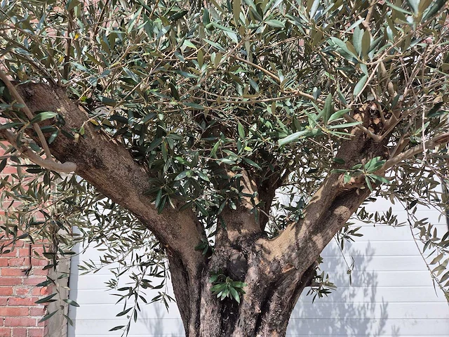 Olijfboom old skin - olea europaea - 75 jaar oud - hoogte ca. 250 cm - afbeelding 3 van  7