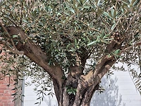 Olijfboom old skin - olea europaea - 75 jaar oud - hoogte ca. 250 cm - afbeelding 3 van  7
