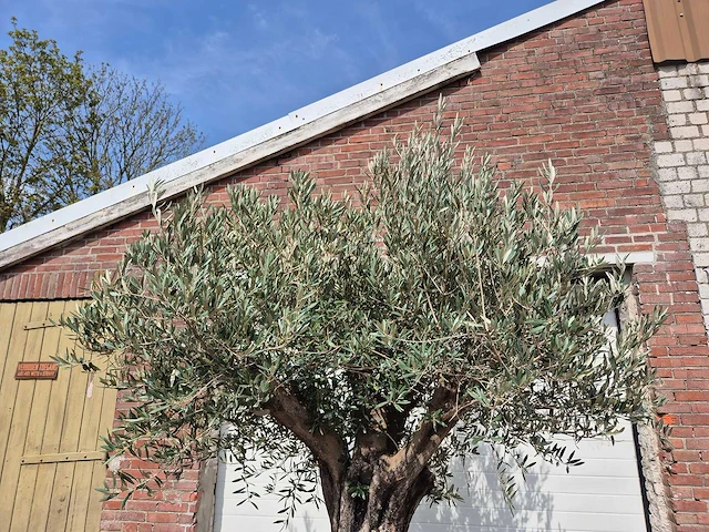 Olijfboom old skin - olea europaea - 75 jaar oud - hoogte ca. 250 cm - afbeelding 4 van  7