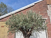 Olijfboom old skin - olea europaea - 75 jaar oud - hoogte ca. 250 cm - afbeelding 4 van  7