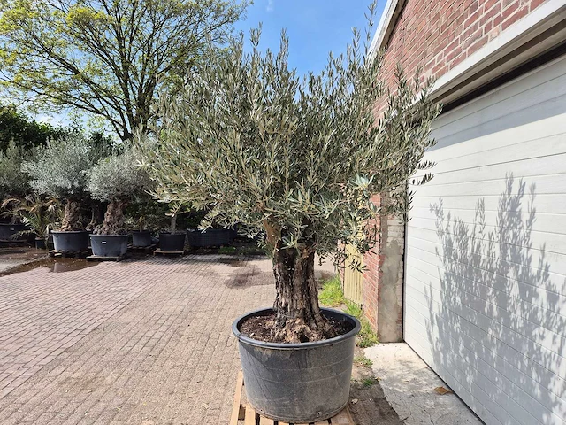 Olijfboom old skin - olea europaea - 75 jaar oud - hoogte ca. 250 cm - afbeelding 5 van  7