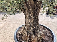 Olijfboom old skin - olea europaea - 75 jaar oud - hoogte ca. 250 cm - afbeelding 6 van  7