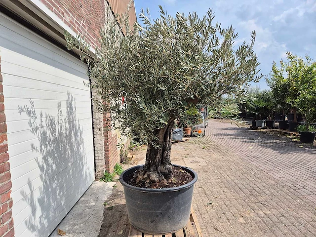 Olijfboom old skin - olea europaea - 75 jaar oud - hoogte ca. 250 cm - afbeelding 7 van  7