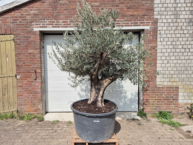 Olijfboom old skin - olea europaea - 75 jaar oud - hoogte ca. 250 cm - afbeelding 1 van  6