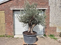 Olijfboom old skin - olea europaea - 75 jaar oud - hoogte ca. 250 cm - afbeelding 1 van  6