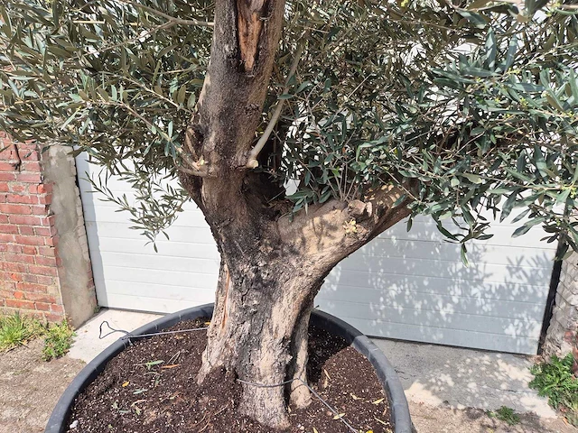Olijfboom old skin - olea europaea - 75 jaar oud - hoogte ca. 250 cm - afbeelding 2 van  6