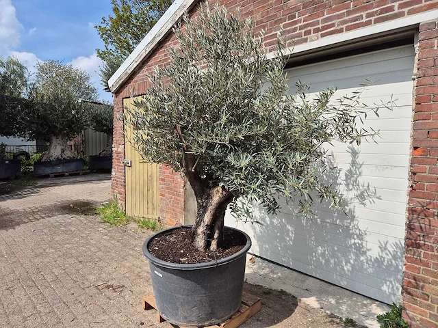 Olijfboom old skin - olea europaea - 75 jaar oud - hoogte ca. 250 cm - afbeelding 3 van  6