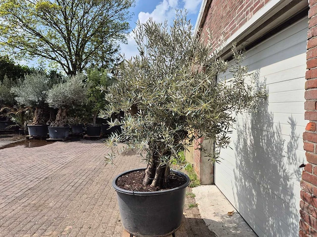 Olijfboom old skin - olea europaea - 75 jaar oud - hoogte ca. 250 cm - afbeelding 4 van  6