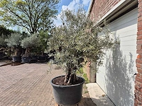 Olijfboom old skin - olea europaea - 75 jaar oud - hoogte ca. 250 cm - afbeelding 4 van  6