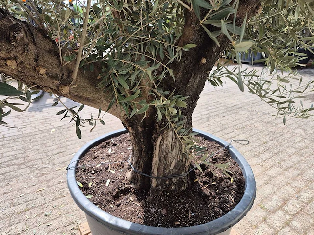 Olijfboom old skin - olea europaea - 75 jaar oud - hoogte ca. 250 cm - afbeelding 5 van  6