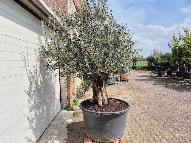 Olijfboom old skin - olea europaea - 75 jaar oud - hoogte ca. 250 cm - afbeelding 6 van  6