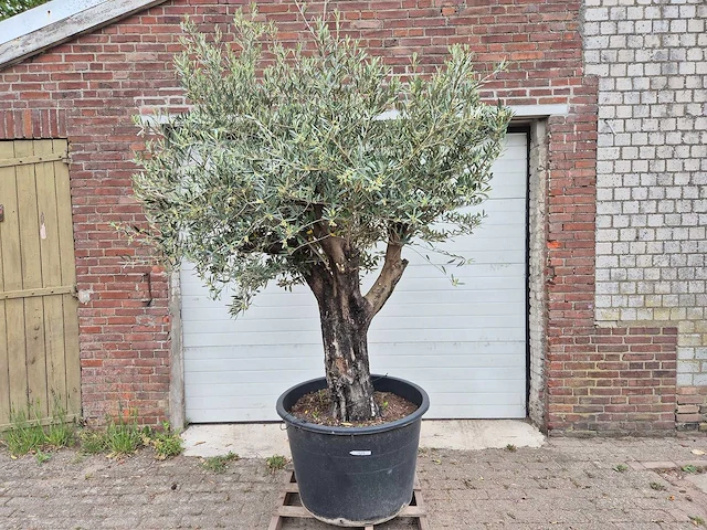 Olijfboom old skin - olea europaea - 75 jaar oud - hoogte ca. 250 cm - afbeelding 1 van  6