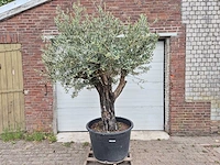 Olijfboom old skin - olea europaea - 75 jaar oud - hoogte ca. 250 cm - afbeelding 1 van  6