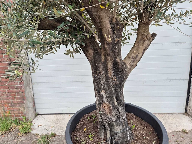 Olijfboom old skin - olea europaea - 75 jaar oud - hoogte ca. 250 cm - afbeelding 2 van  6