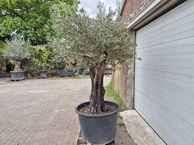 Olijfboom old skin - olea europaea - 75 jaar oud - hoogte ca. 250 cm - afbeelding 3 van  6
