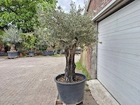 Olijfboom old skin - olea europaea - 75 jaar oud - hoogte ca. 250 cm - afbeelding 3 van  6