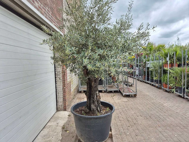 Olijfboom old skin - olea europaea - 75 jaar oud - hoogte ca. 250 cm - afbeelding 4 van  6