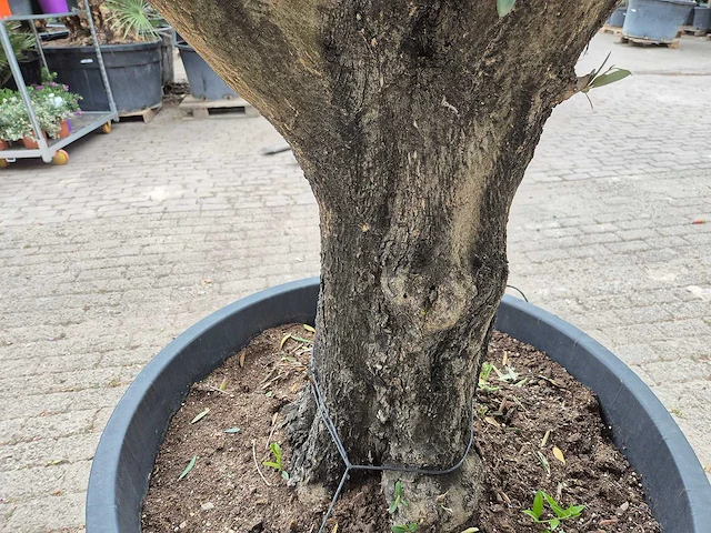 Olijfboom old skin - olea europaea - 75 jaar oud - hoogte ca. 250 cm - afbeelding 5 van  6