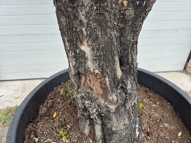 Olijfboom old skin - olea europaea - 75 jaar oud - hoogte ca. 250 cm - afbeelding 6 van  6