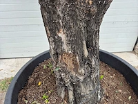Olijfboom old skin - olea europaea - 75 jaar oud - hoogte ca. 250 cm - afbeelding 6 van  6