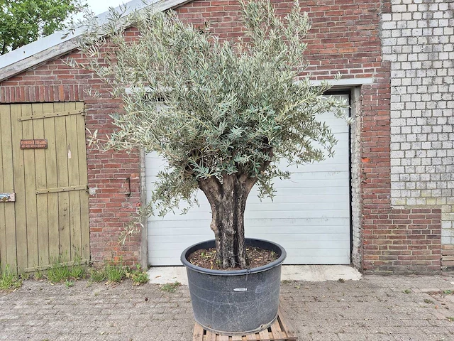 Olijfboom old skin - olea europaea - 75 jaar oud - hoogte ca. 250 cm - afbeelding 1 van  6