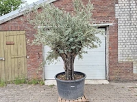Olijfboom old skin - olea europaea - 75 jaar oud - hoogte ca. 250 cm - afbeelding 1 van  6